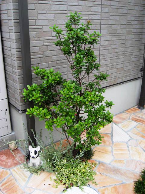 ���ޤ��礭���ʤ�ޤ���
