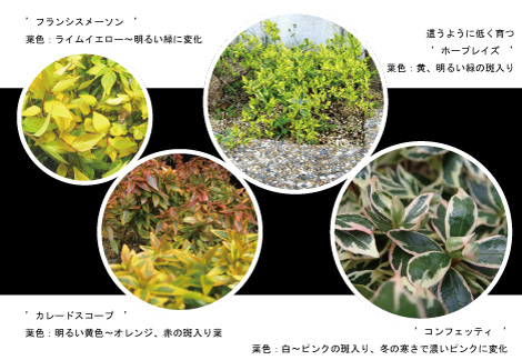 アベリア 植木組合