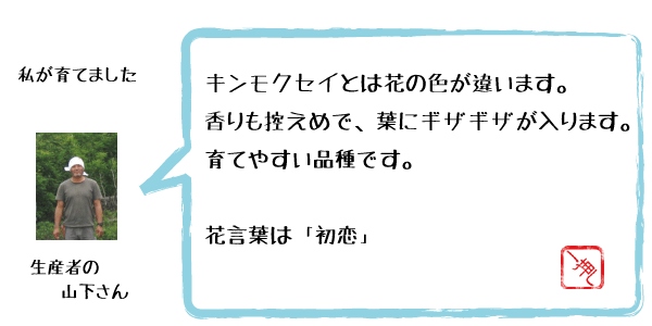 銀木犀　ギンモクセイ　山下さん