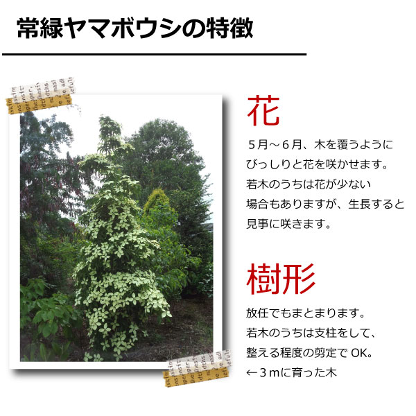 常緑ヤマボウシ 植木組合