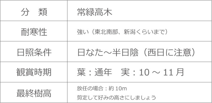 ソヨゴ 植木組合