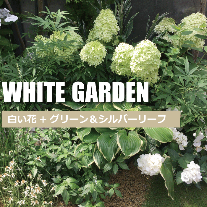 ホワイトガーデン（白い花+シルバーリーフ）